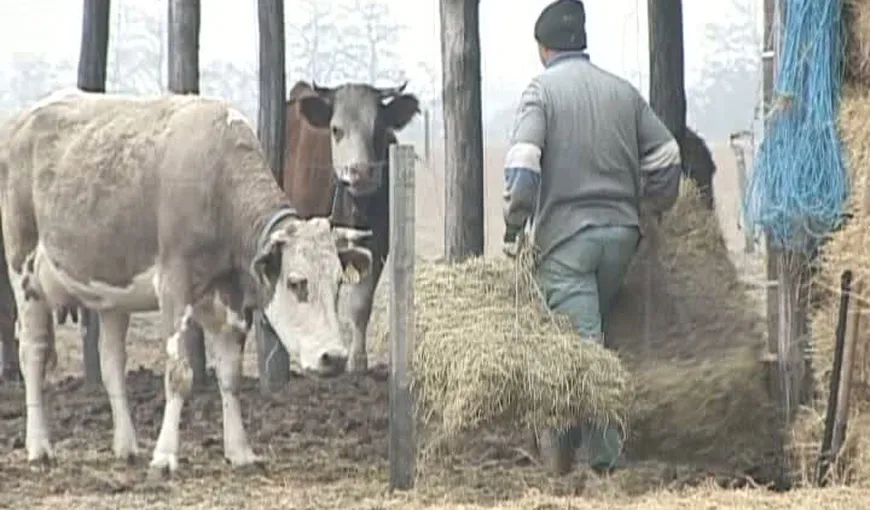 Un neamţ a deschis prima fermă de vaci scoţiene din România VIDEO