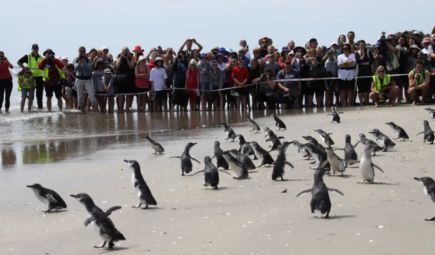 Zeci de pinguini salvaţi din apele poluate au fost eliberaţi pe o plajă din Noua Zeelandă VIDEO