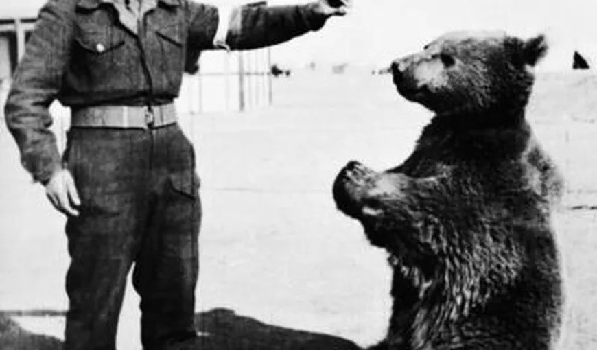 Povestea ursului soldat din cel de-al Doilea Război Mondial VIDEO