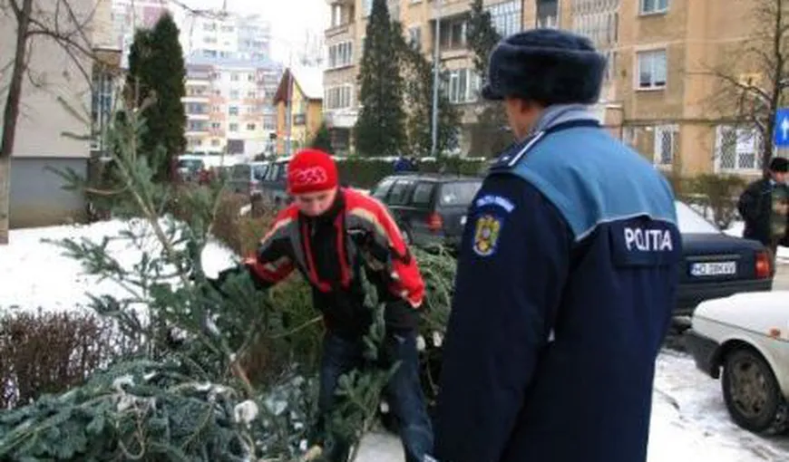 Contrabanda cu brazi, la Sibiu. Aproximativ 800 de pomi de Crăciun au fost confiscaţi