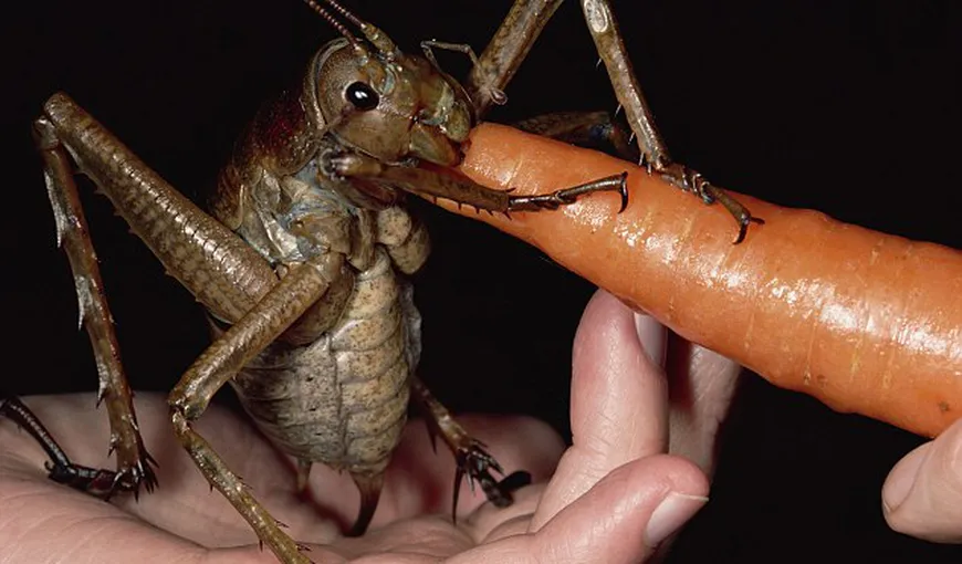 Cea mai mare insectă din lume VIDEO