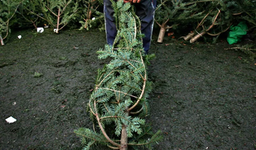 Poliţiştii şi silvicultorii au confiscat peste 7.800 de brazi de Crăciun