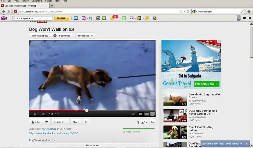 Cum să plimbi iarna un câine leneş VIDEO AMUZANT