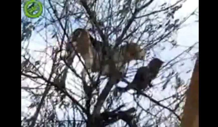 Un câine nebun s-a căţărat în copac după o pisică VIDEO