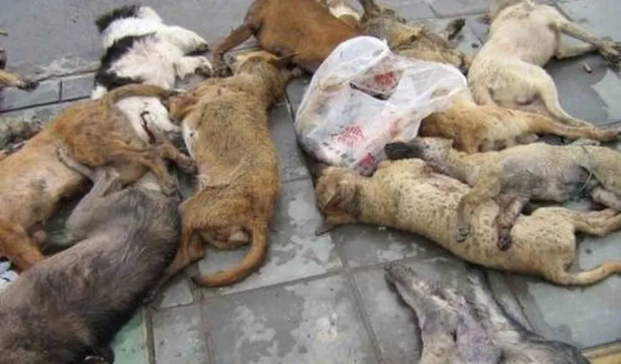 Zeci de câini ucişi, găsiţi la Târgu Jiu