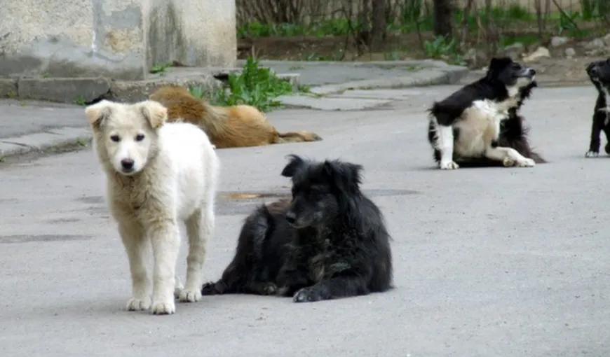 O femeie din Satu Mare a murit sfâşiată de câini