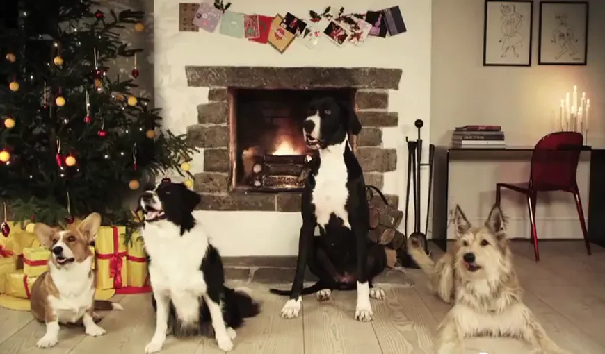 Corul căţeilor ne cântă „Jingle Bells”, versiunea 2011 VIDEO
