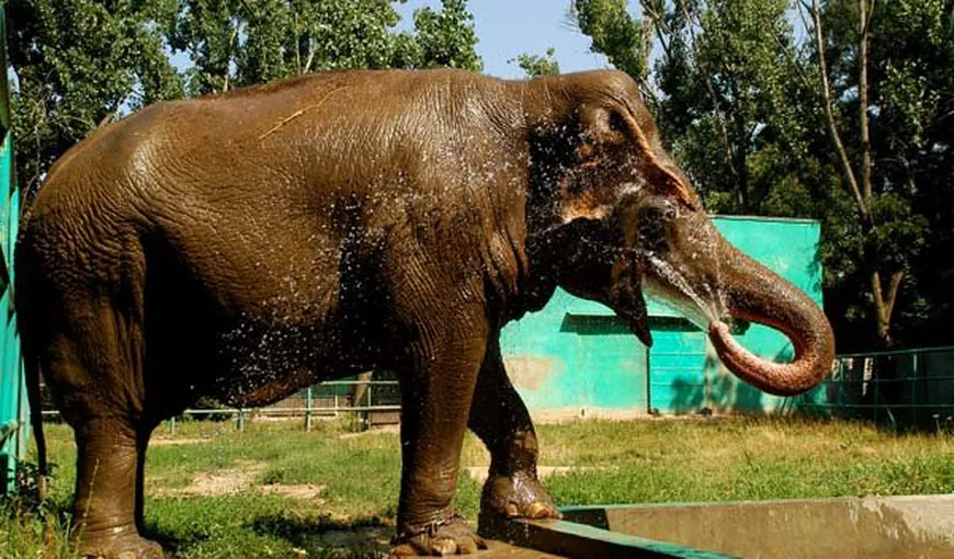 Grădinile Zoologice din România, cunoscute pentru animalele moarte „din greşeală”