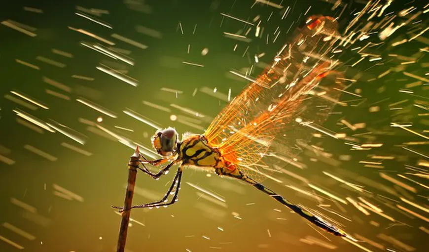 National Geographic: O libelulă care luptă împotriva ploii, fotografia anului 2011 FOTO