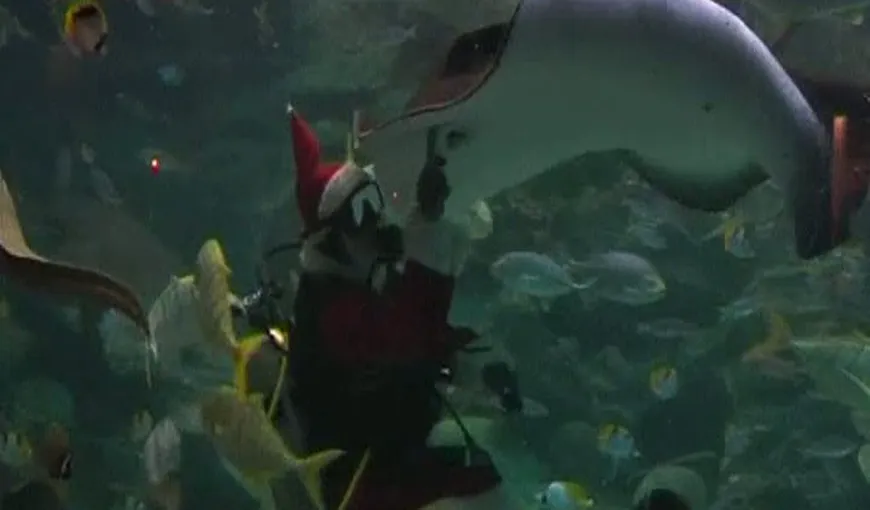 Moş Crăciun face spectacol sub apă VIDEO