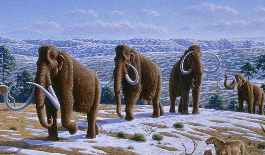 De ce a dispărut mamutul lânos: Creşterea temperaturilor, modificarea vegetaţiei şi oamenii