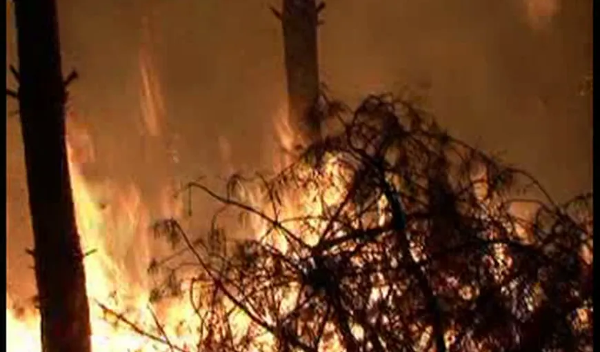 Incendiu de proporţii într-o pădure de pin din Mehedinţi