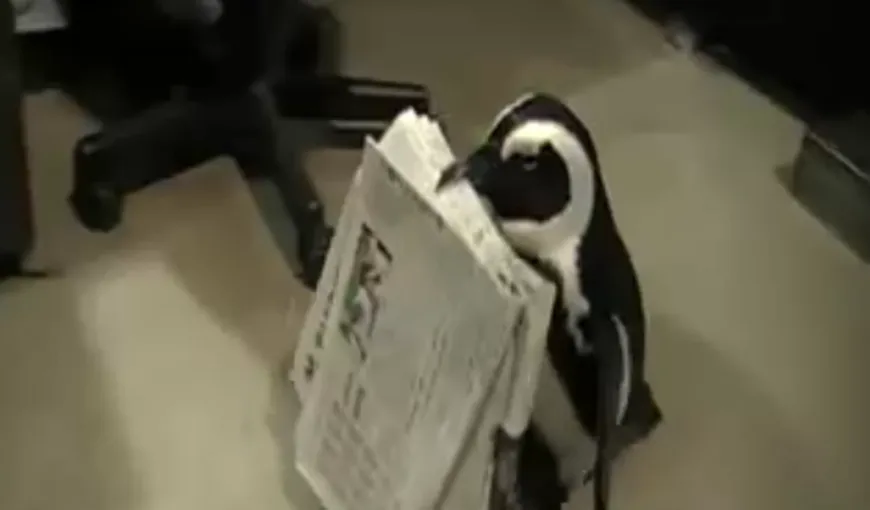 Un pinguin a fost dresat să aducă ziarul VIDEO