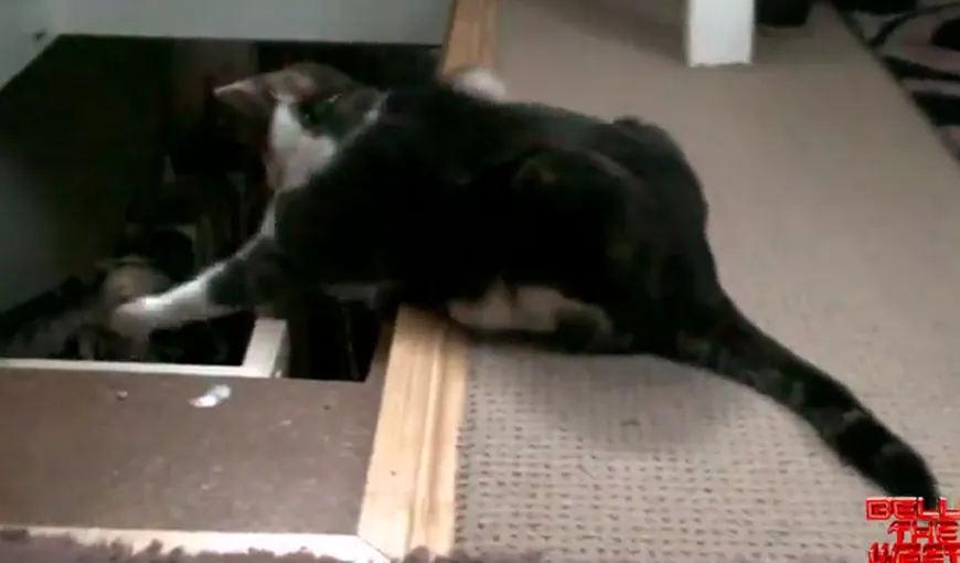 Pisica pusă pe glume: O felină împinge altă mâţă pe scări VIDEO