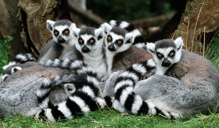 De ce dispar lemurii din Madagascar: Sunt mâncaţi în baruri