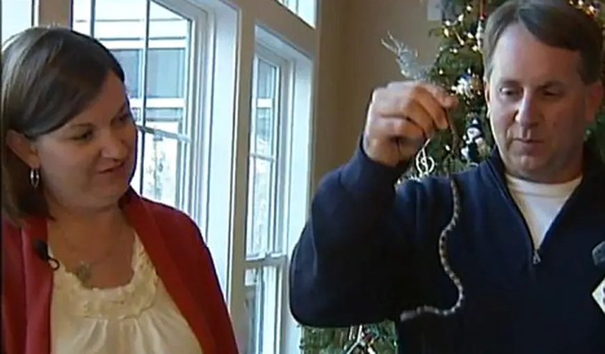 O familie a găsit un şarpe în bradul de Crăciun – VIDEO