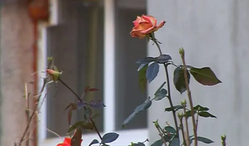 Trandafirii au înflorit în plină iarnă, la Buzău VIDEO