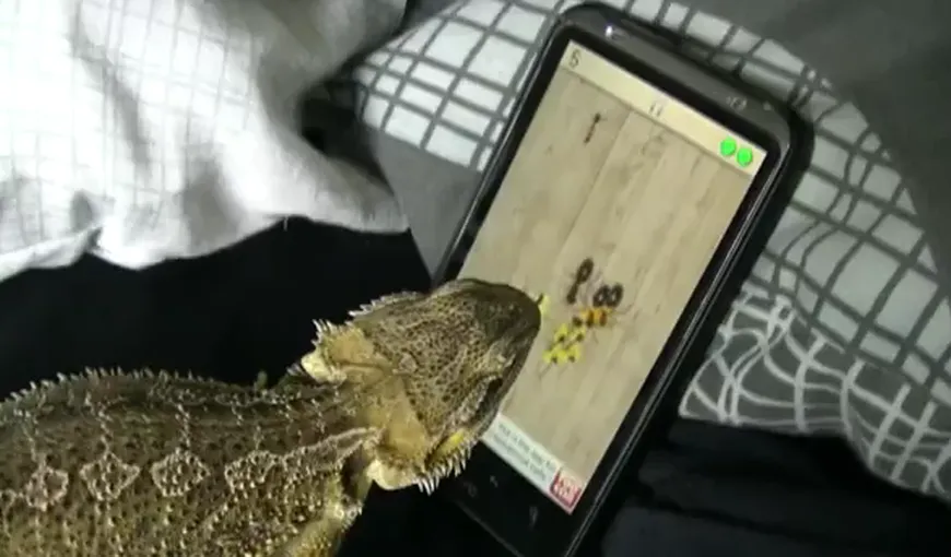 O şopârlă, pasionată de un joc cu furnici, pe smartphone VIDEO