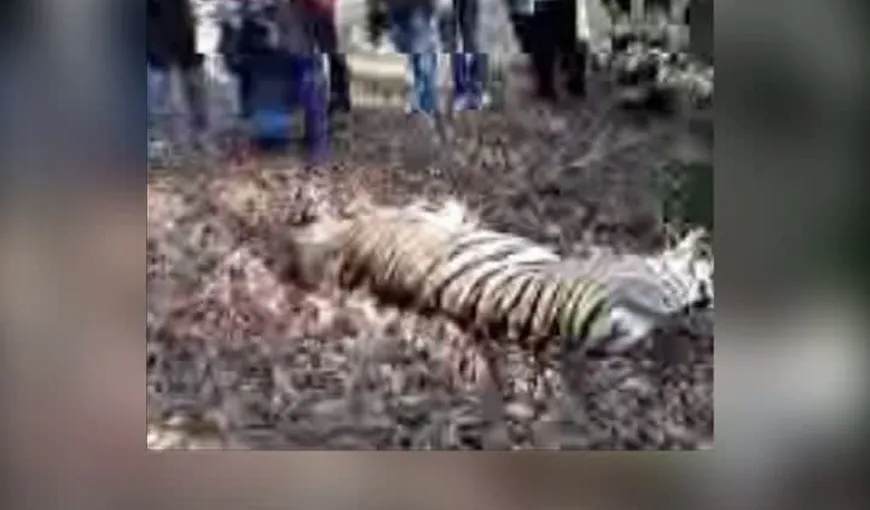 Vier Pfoten: Veterinarul şi vânătorii care au împuşcat tigrul au fost neprofesionişti şi panicarzi