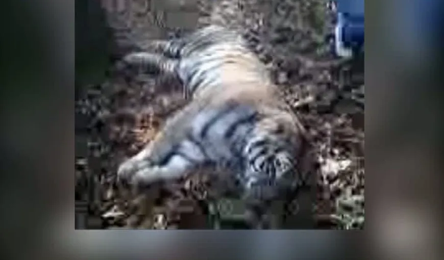 WWF România, despre tigrul omorât: Pentru a folosi o armă cu gloanţe este nevoie de autorizaţie