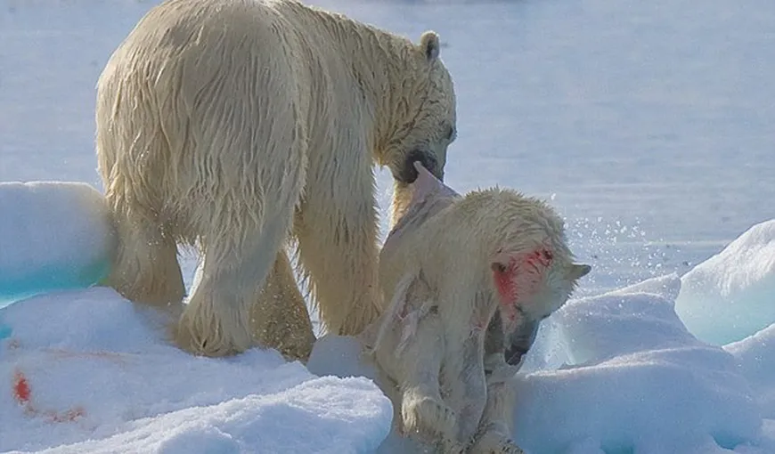 Natura dramatică: Urşii polari devin canibali, în lipsa hranei IMAGINI ŞOCANTE
