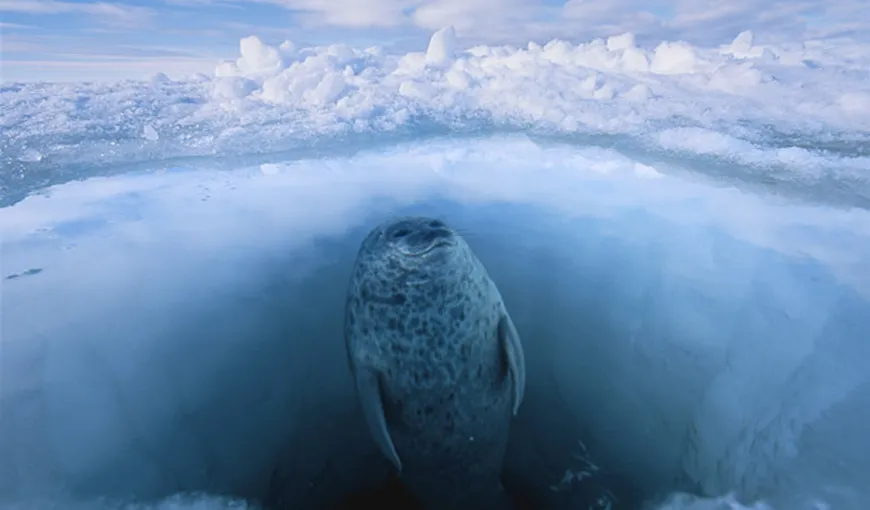 Arctica devine mai caldă şi mai verde: Urşii polari şi morsele pierd, însă balenele câştigă