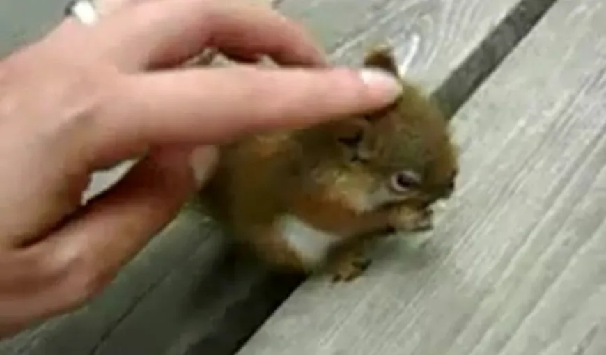 VIDEO Cel mai drăguţ pui de veveriţă face senzaţie pe Internet. Vezi şi tu filmuleţul