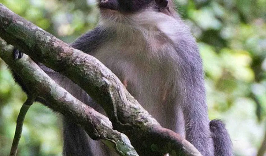 Maimuţa „Dracula”, considerată dispărută, a fost descoperită în Borneo VIDEO
