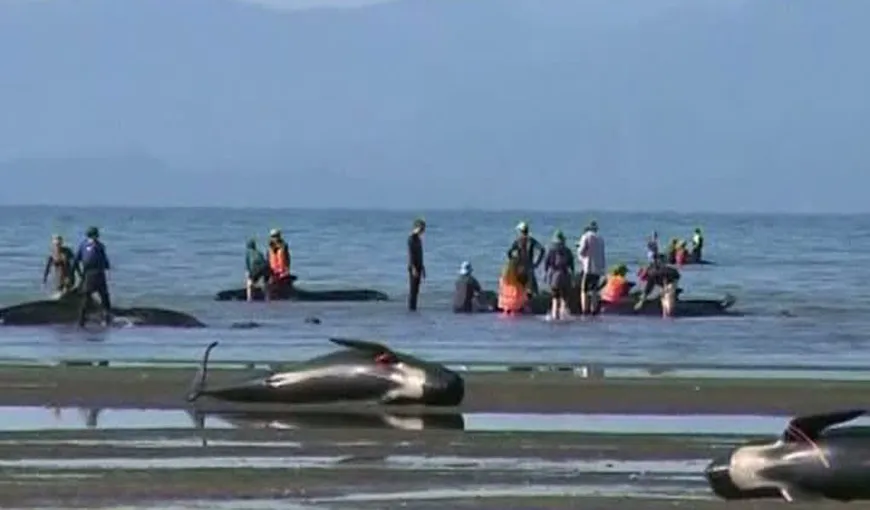 Zeci de balene eşuate pe o plajă în Noua Zeelendă. Voluntarii le momesc înapoi în mare