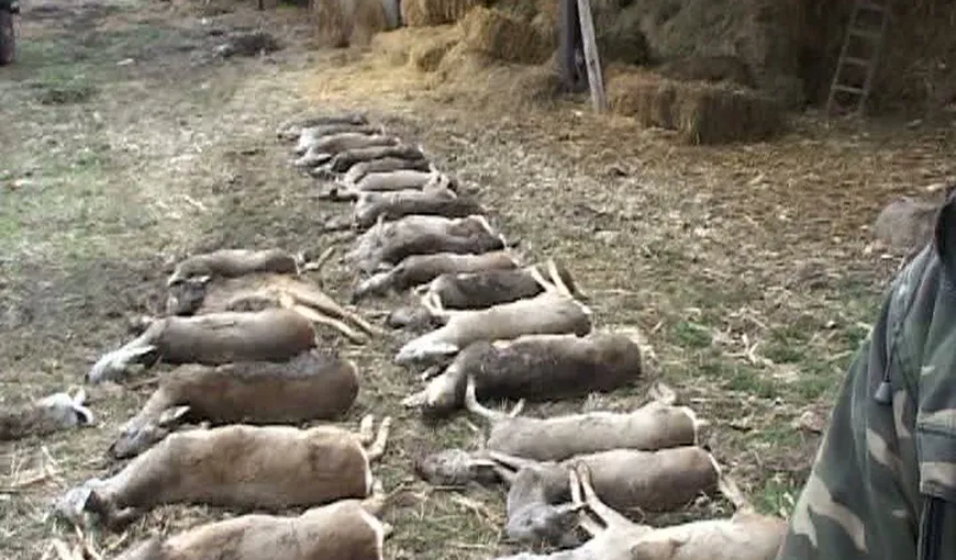 Măcelul căprioarelor din Arad continuă. Alte 40 de animale au murit otrăvite VIDEO