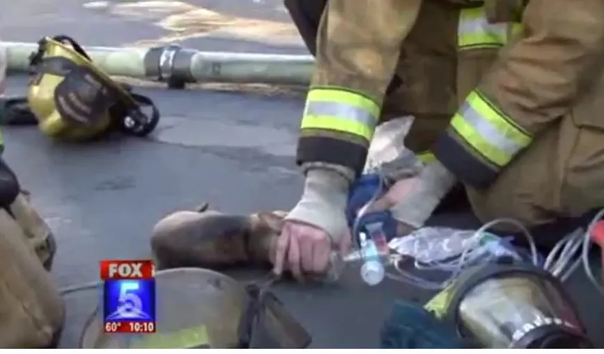 Un chihuahua, salvat de pompieri cu o mască de oxigen VIDEO
