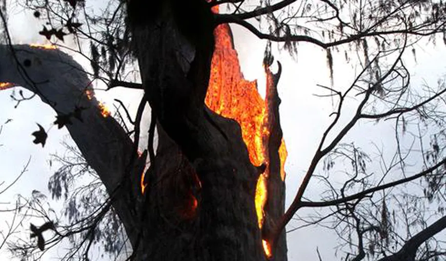 Unul dintre cei mai bătrâni copaci din lume, un chiparos de 3.500 de ani, distrus de un incendiu