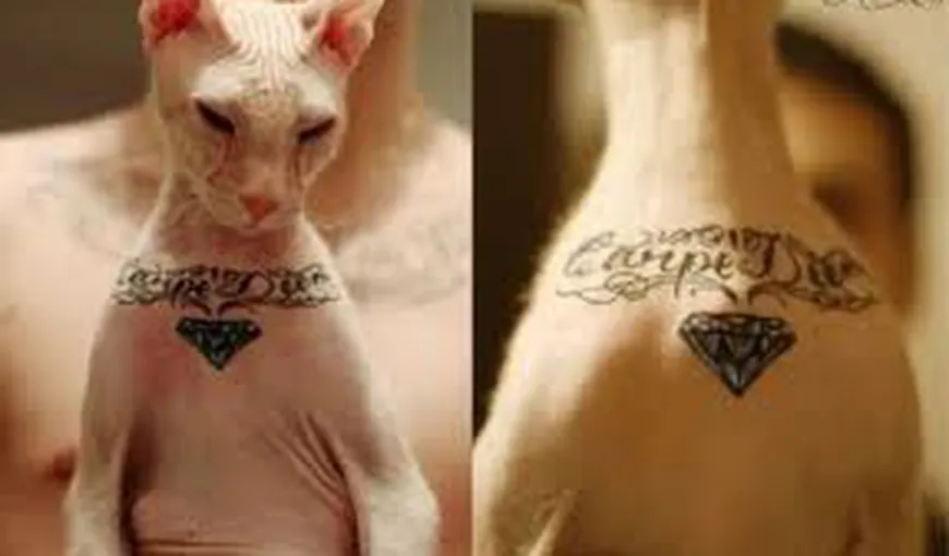 Pisică tatuată ca să fie „cool” ca stăpânul ei VIDEO