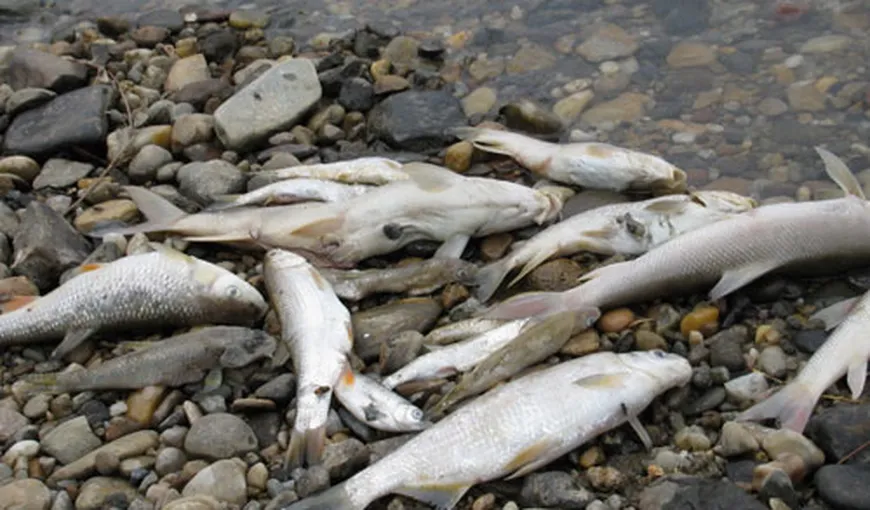 Un grup de activişti ecologişti a lăsat pungi cu peşti morţi la sediile PDL şi UDMR
