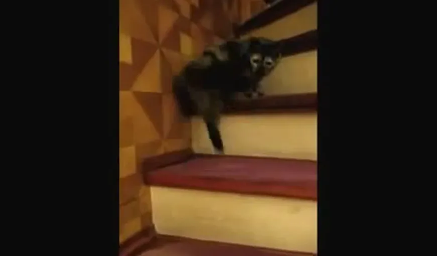 O pisică urcă scările în ritm de vals VIDEO