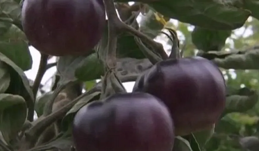 Israelienii au creat tomatele negre