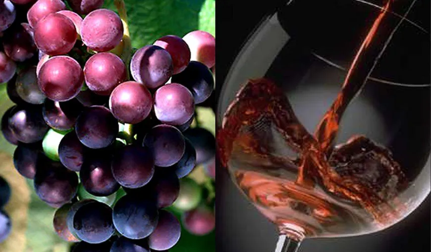 Europa recunoaşte vinurile bio