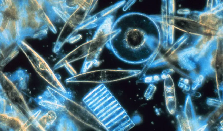 Planctonul din oceane, ingredientul cheie care decide viitorul climatului de pe Pământ