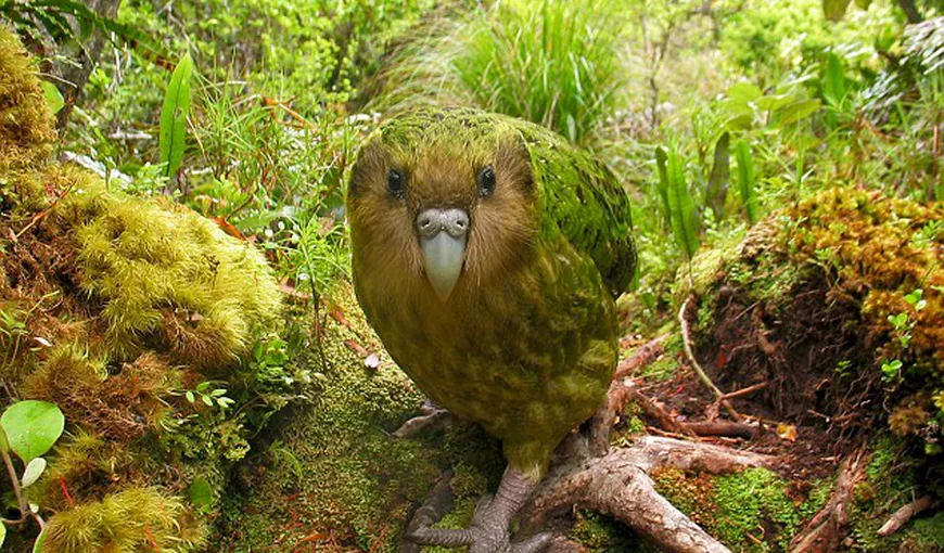 De ce dispare kakapo: Papagalul care nu zboară şi care nu distinge partenerii de prădători VIDEO