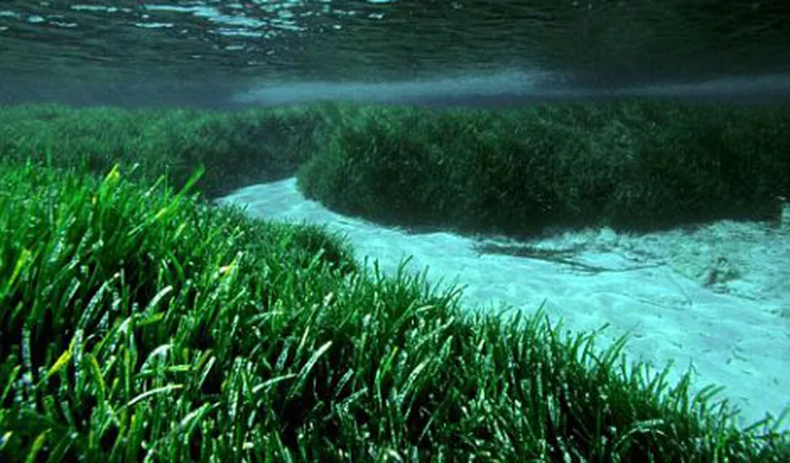 Cel mai bătrân organism viu din lume: O iarbă marină de sute de mii de ani