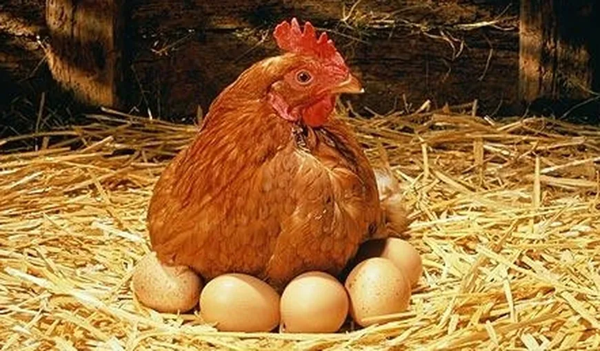 UPDATE: Ouăle se vor ieftini în câteva săptămâni. Vezi de ce
