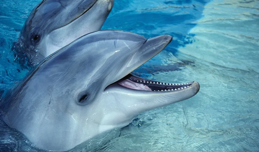 Declaraţia drepturilor delfinilor. Trebuie consideraţi persoane non-umane, spun oamenii de ştiinţă