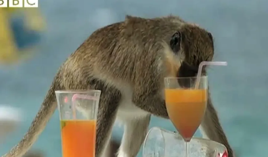 Maimuţe alcoolice. Şterpelesc paharele turiştilor şi le dau pe gât VIDEO