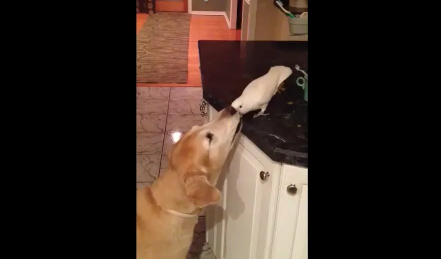 Un papagal se împrieteneşte cu un câine, hrănindu-l cu paste VIDEO