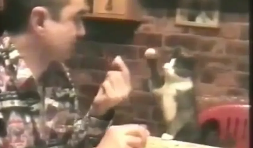 Pisicuţa pofticioasă: Îi cere stăpânului să îi dea de mâncare, prin semne VIDEO