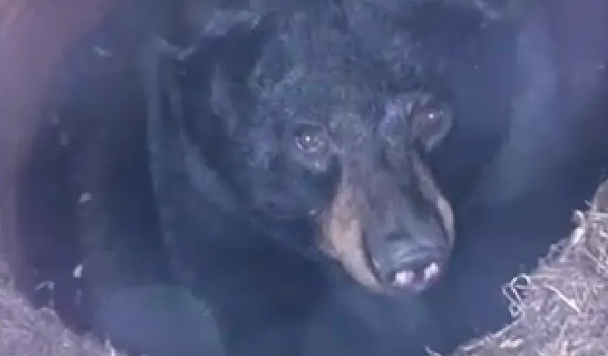 Un urs inventiv: Şi-a făcut culcuş pentru hibernare într-o conductă de scurgere VIDEO