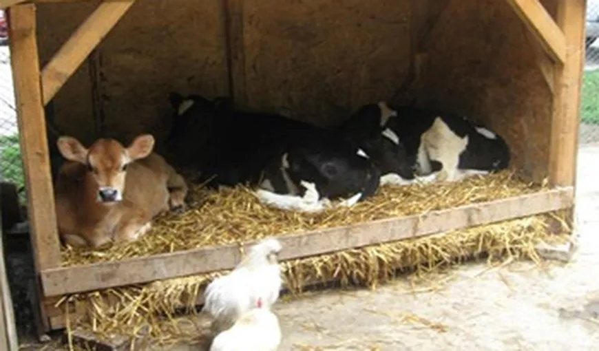 Britanicii caută vaci pentru a le trimite defavorizaţilor din România