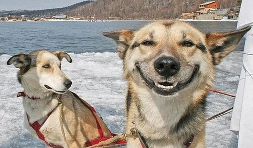 Cele mai fericite animale din lume GALERIE FOTO