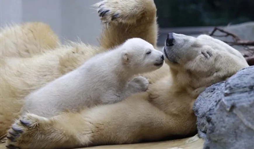 Puiul de urs polar Anori, sora lui Knut, a fermecat Germania VIDEO