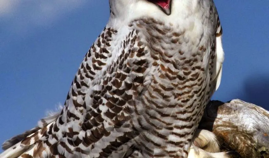 Bufniţa fericită: O pasăre râde cu ciocul până la urechi FOTO